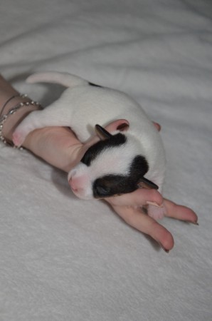 DANTE: "...und ich kann schon FLIEGER-Ohren machen!"